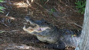 Un alligator peuple les zones humides de Wakodahatchee le 27 juin 2022 à Delray Beach, en Floride (photo d'illustration).