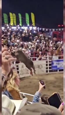 États-Unis: un taureau blesse trois personnes après s'être échappé d'une arène de rodéo