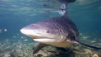Un requin bouledogue (image d'illustration)